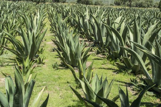 magueyes-scaled